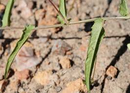 Image result for Xenostegia medium