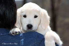 Beware of breeders advertising the following at excessively high prices: Pin On White Golden Retriever Puppies