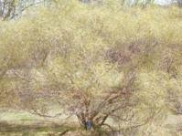 Image result for Searsia magalismontana x pyroides