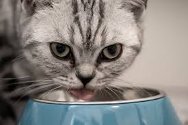 Caramel popcorn makes about 5 quarts of popcorn. Can Cats Eat Plain Popcorn As A Snack Buzzsharer Com