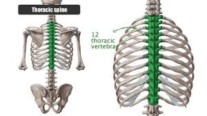 T1 hyperintense bone lesions are virtually always benign. Awakening The Thoracic Spine Wynn Fitness
