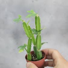 Image result for Cissus