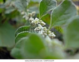 Image result for Nothosaerva brachiata