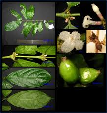 Image result for Lasianthus