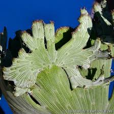 Image result for Senecio forbesii