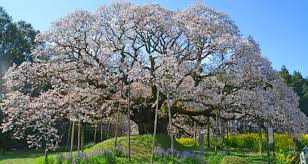 印西 市 吉 高 の 桜