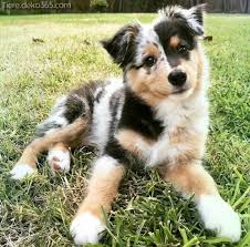 Kleine hunde liegen ganz klar im trend. Kleine Hunderassen Die Mehr Wie Susslich Sind Tiere Deko365