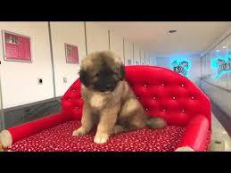 Kafkas Coban Kopegi Yavrulari Pet Shop Pets Animals