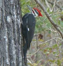 Birds Of East Texas Pictures Pileated Woodpecker One Of The Biggest Most Striking Forest Birds On The Continent It S Nearly The Size Of A Crow Black With Birds Bird Watching Woodpecker
