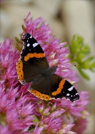 Red Admiral Vanessa Atalanta Butterfly Insects Butterflies Butterfly Pictures Beautiful Butterflies Butterfly