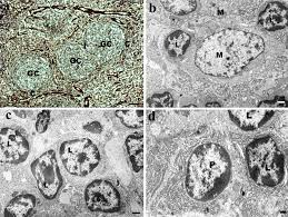 Reticular fibers are synthesized by special fibroblasts called reticular cells. A The Parenchyma Of The Lingual Tonsils Is Supported With Spare Download Scientific Diagram