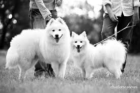 pin by leila on animals japanese spitz japanese spitz dog spitz dogs