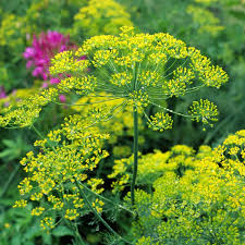 We did not find results for: 5 Ways To Harvest Dill Without Killing The Plant Outdoor Happens Homestead