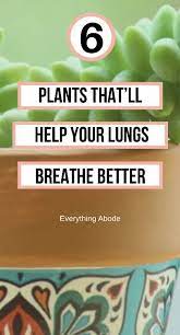 6 bedroom plants that ll drastically improve your health and wellness everything abode bedroom plants plants health