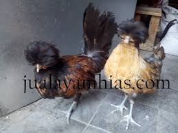 Ayam Poland Tanduk Yang Membuat Tertarik Pembeli Hobi Ternak