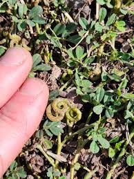 Image result for Indigofera circinella