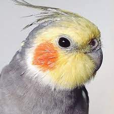 Sunbird's invocation / 太陽鳥の祈祷 (５)(赤) エンチャント. é è‡‰ç´…ç´…å°±å¤§å—æ­¡è¿Ž å¤ªé™½é³¥è³£èŒæŠ€å·§å¤§å…¬é–‹ Ettodayå¯µç‰©é›² Ettodayæ–°èžé›²