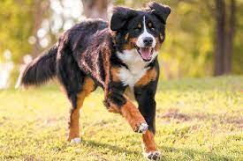 Duke is 3/4 bernese mountain dog and 1/4 german shepherd. 8 Things To Know About The Bernese Mountain Dog