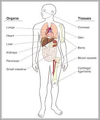 There are plenty of things becoming publicly exhibited and shared for free on the net, such as printable. Human Body Diagram Worksheet Human Anatomy