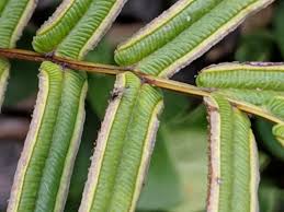 Image result for Pteris burtonii