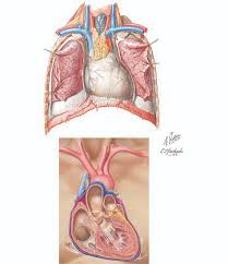 Image result for Pericardium
