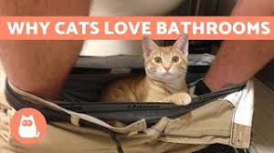 Click here to see our detailed guide to the 10 most common examples of so my cat has all these signs. Why Does My Cat Follow Me Everywhere Is It Healthy