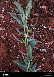 Image result for Antizoma angustifolia