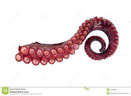 Tentacle Of Octopus Stock Image Image Of Squid Isolated - 11966629 Tentacle Octopus Animal Tattoos