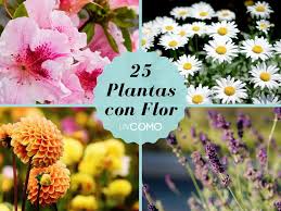 Maybe you would like to learn more about one of these? Plantas Con Flores Blancas Y Sus Nombres Novocom Top