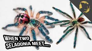This tarantula is absolutely dazzling it's called a brazilian jewel tarantula species name: Typhochlaena Seladonia Special Edition Youtube