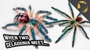 The brazilian jewel tarantula is no exception as it rarely flicks hairs at its owners and virtually never bites. Typhochlaena Seladonia Special Edition Youtube