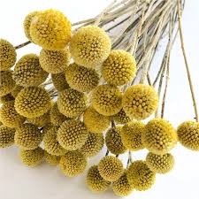 A lot of people in recent times, especially. Dried Flowers Yellow Craspedia Bunch