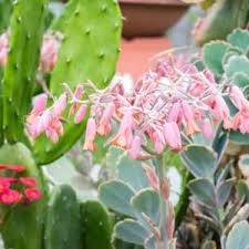 Image result for Kalanchoe marmorata