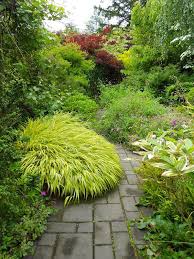Maybe you would like to learn more about one of these? Beautiful Japanese Forest Grass Hakonechloa Great Shade Plant Shade Garden Plants Shade Plants Shade Garden