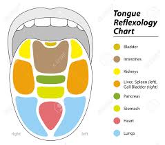 Tongue Diagnosis Chart With Reflexology Areas Of The Corresponding