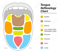 Tongue Diagnosis Chart With Reflexology Areas Of The Corresponding