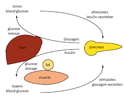 2 Regulation Of Blood Glucose Levels By Insulin And Glucagon When Download Scientific Diagram