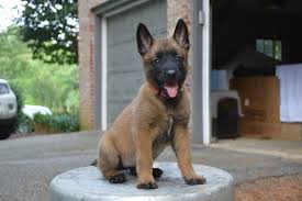 Wolfsbane k9 breeds and sells standard colored and rare solid black belgian malinois only. Black Belt Belgian Malinois Home Facebook