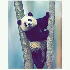 pin by mʀ sᴀʏʏᴇᴅ on animalx we bare bears wallpapers cute animals bear wallpaper