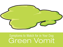 If it happens frequently, see your veterinarian. My Dog S Vomit Is Green Online Shopping