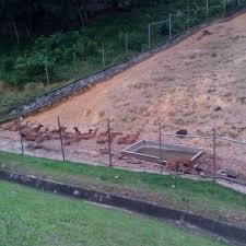 Dalam pemeliharaan kadangkala rusa dapat berinteraksi dengan jenis hewan domestik yang menjadi suatu perpaduan yang unik, seperti dengan. Photos At Kandang Rusa Uitm Shah Alam Exhibit