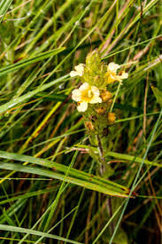 Image result for Argyrolobium macrophyllum