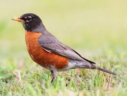 The male robin takes over watching the young at this point until they can live completely on their own. American Robin Wikipedia