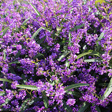 The flowers are in clusters, white to pinkish. Bold Native Flowers For Your Garden