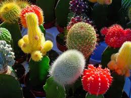 This may not always work. Tips For Grafting Cacti World Of Succulents