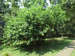 Image result for Premna