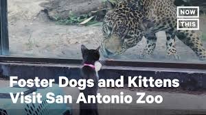 If your other pet is a cat, is it what is your primary reason for fostering a dog? Adorable Foster Animals Visit San Antonio Zoo Nowthis Youtube