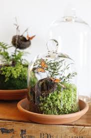 Just Got A Huge Jar At A Yard Sale Cant Wait To Make A Cool Terrarium Fairy Garden With It Garden Terrarium Mini Garden Terrarium