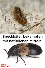 Speckkafer Bekampfen Mit Naturlichen Mitteln So Wirst Du Die Schadlinge Los Kleidermotten Staubsaugerbeutel Haus Und Garten