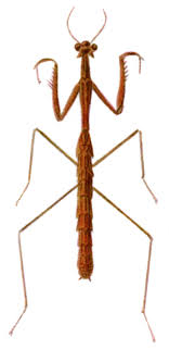 They are generally referred to as phasmatodeans, phasmids, or ghost insects. Stick Mantis Wikipedia